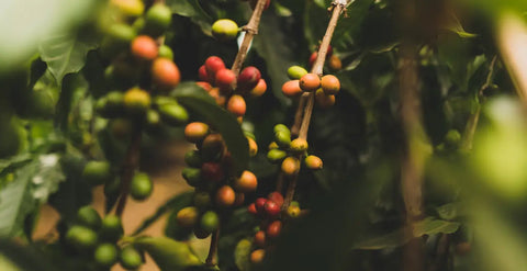 Café en train de pousser sur arbre, couleur vert jaune et rouge