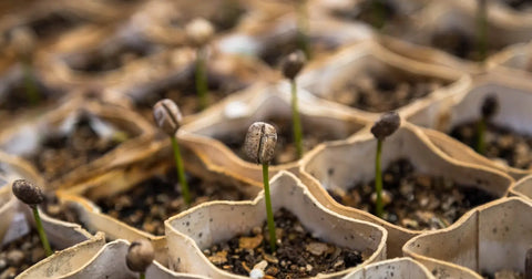 Our commitment to a more sustainable coffee.